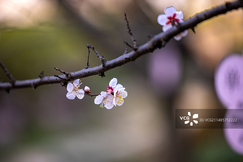 江苏省无锡市荣氏梅园梅花节梅花盛开图片素材