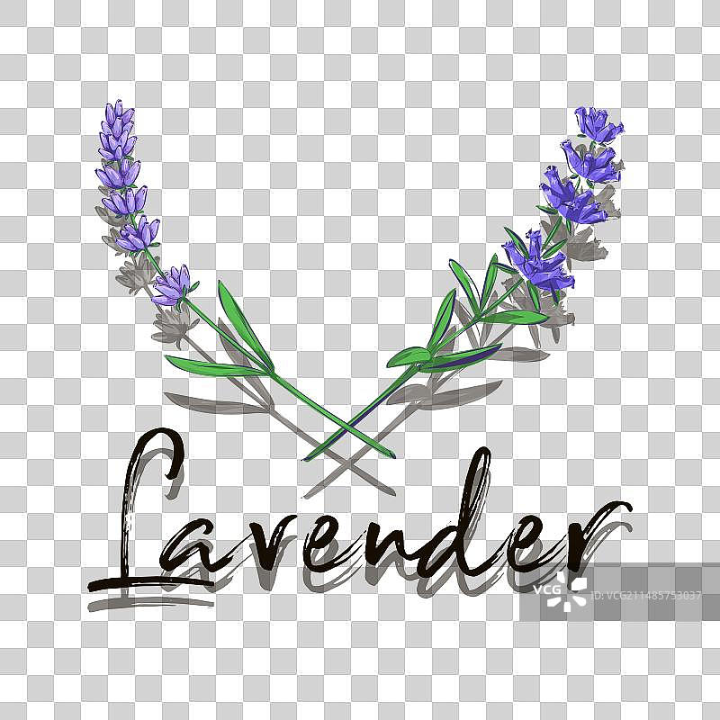 紫色薰衣草花园植物贺卡图片素材