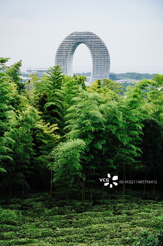 湖州太湖茶园图片素材