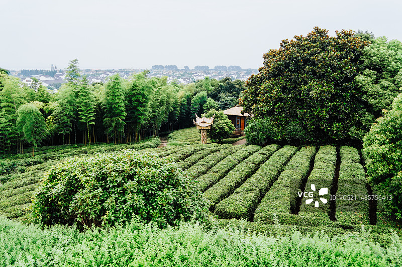 湖州太湖茶园图片素材
