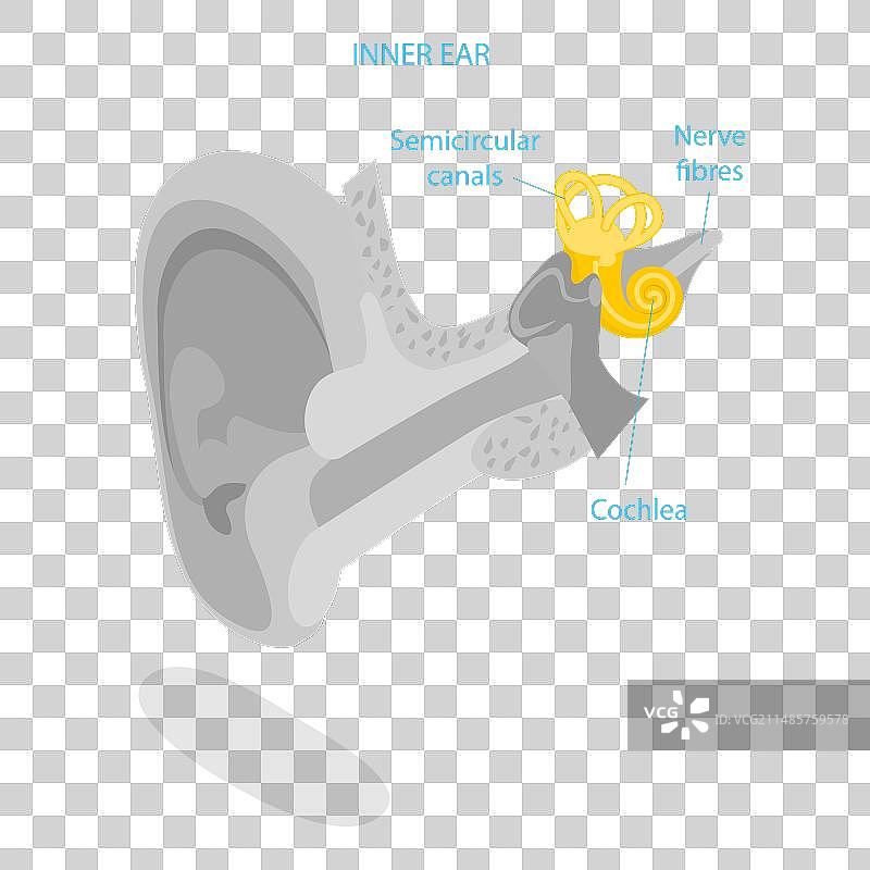 人耳三维等距平面图片素材