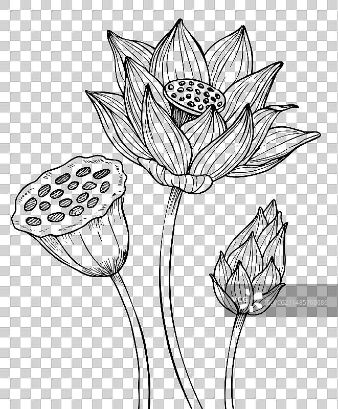 荷花与睡莲图片素材