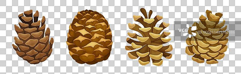 作为种子植物部分的冷杉或松果集合图片素材