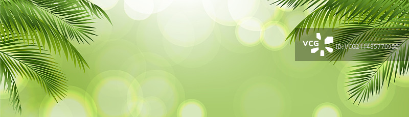 绿色背景下的棕榈树枝图片素材