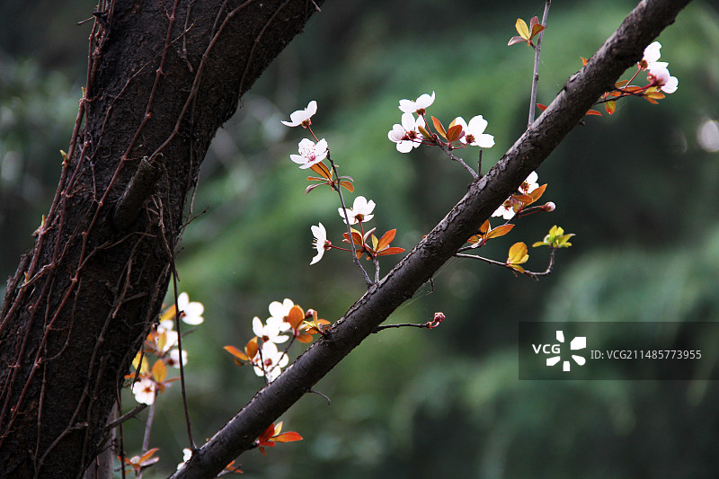 植物上的昆虫特写镜头图片素材