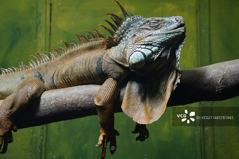 蜥蜴爬行动物水边图片素材