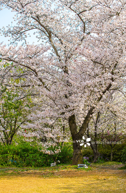 江苏无锡鼋头渚公园樱花图片素材
