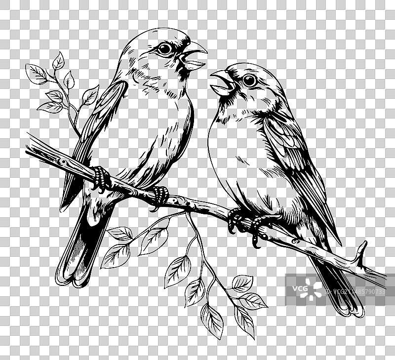 金丝雀在树枝上唱歌图片素材