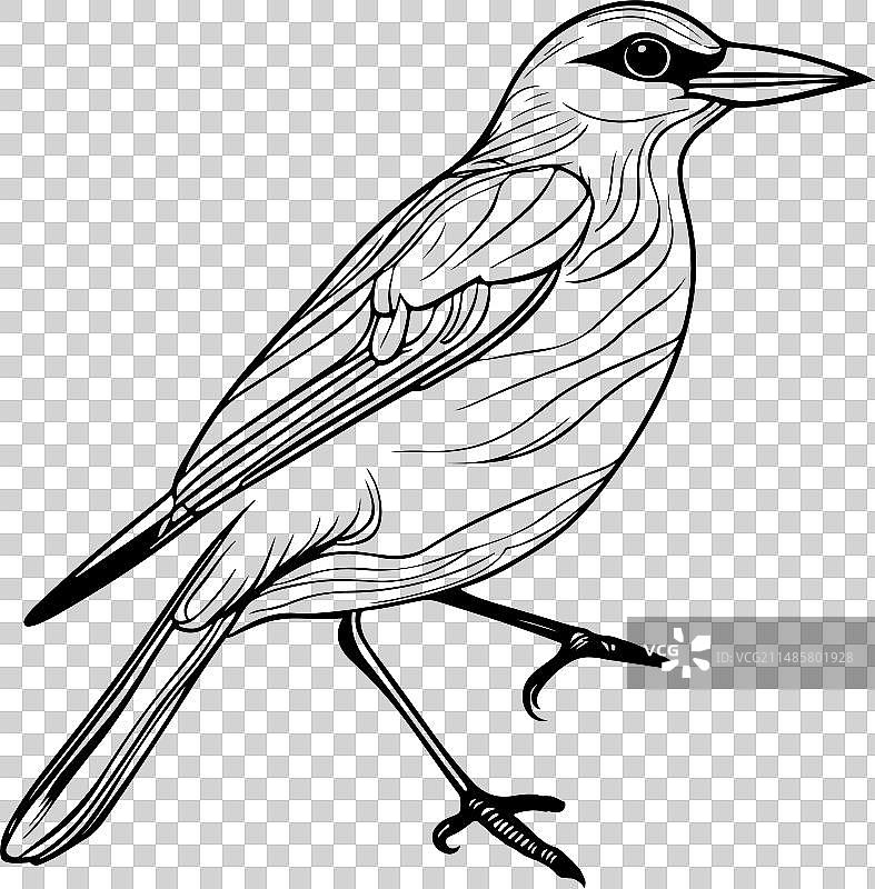 鸟类线条艺术图片素材