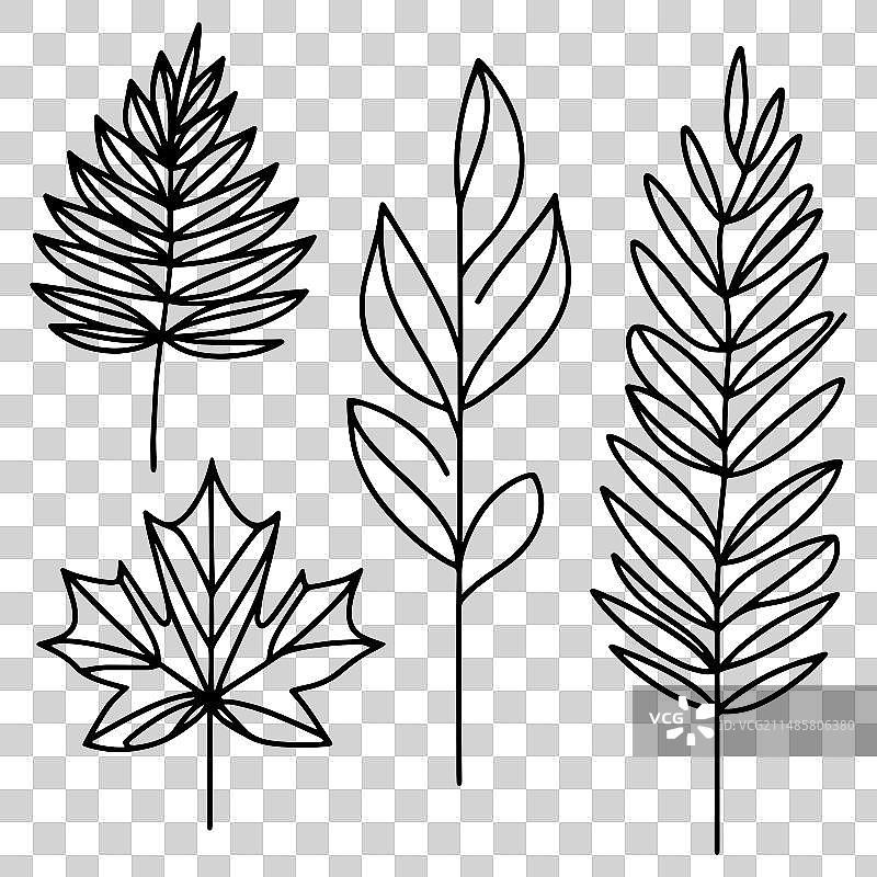 落叶树叶子的素描图片素材