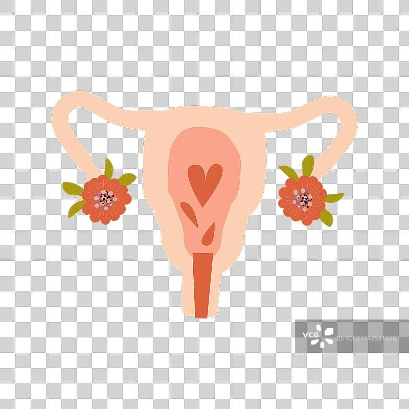 鲜花与美丽的女性生殖系统图片素材