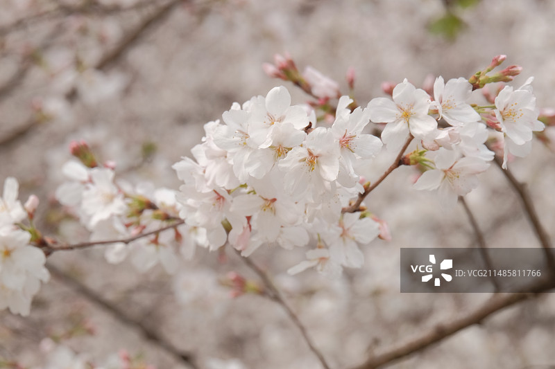 武汉春天樱花图片素材