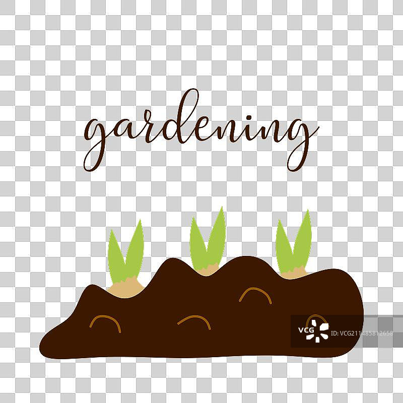 种在地里的三个鳞茎图片素材