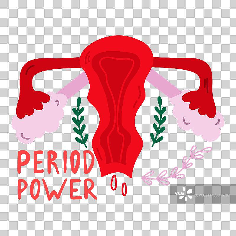 女性生殖系统图片素材