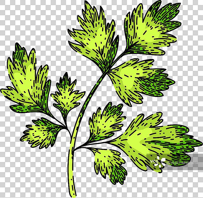 雪维菜手绘草图图片素材