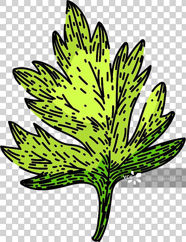 手绘雪维菜素描图片素材