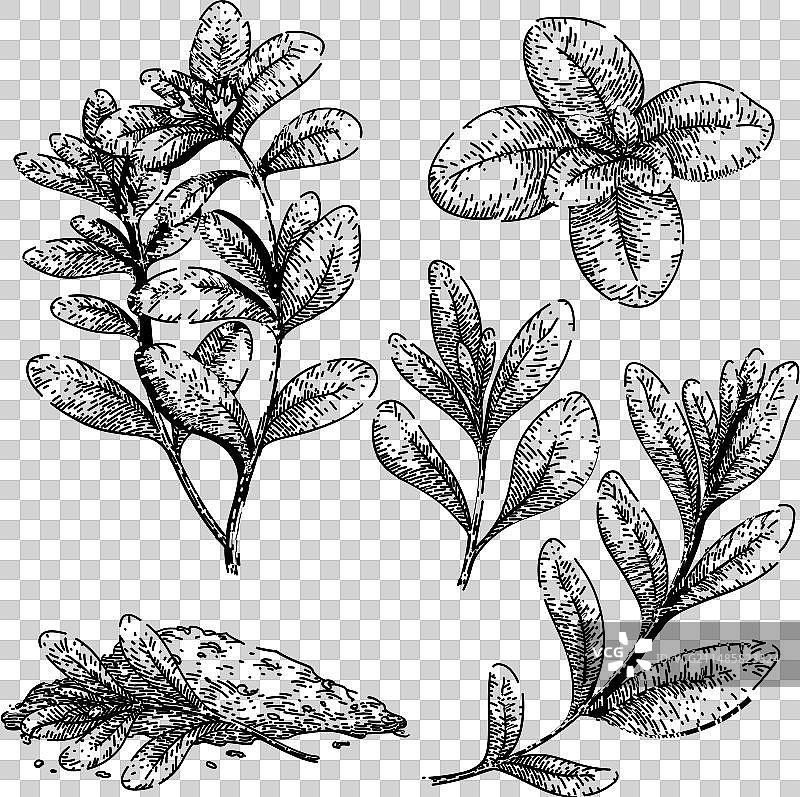 马郁兰手绘草图图片素材