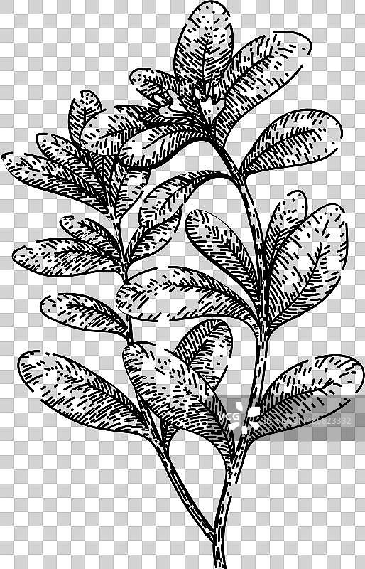 手绘新鲜马郁兰草图图片素材