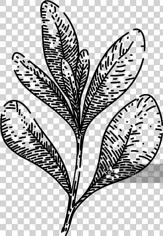 墨角兰草本手绘素描图片素材