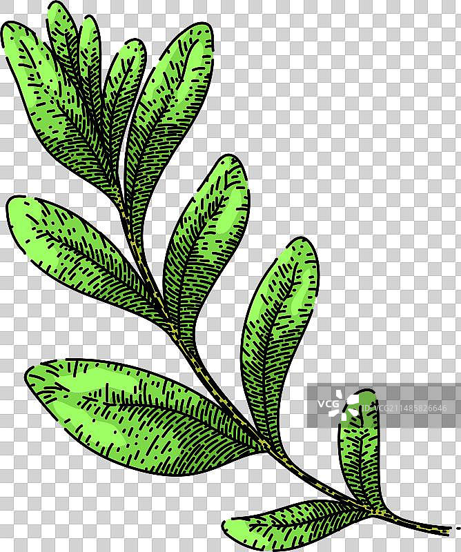 手绘马郁兰叶子草图图片素材