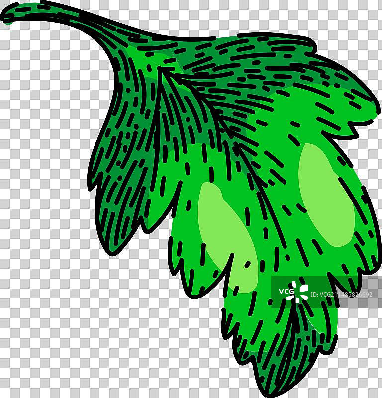 手绘欧芹素描图片素材