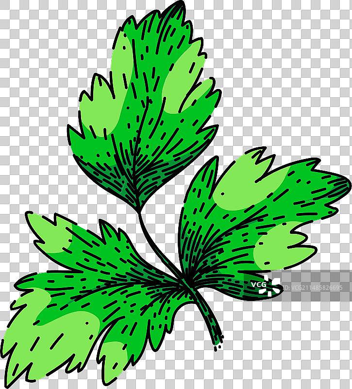 手绘欧芹草图图片素材