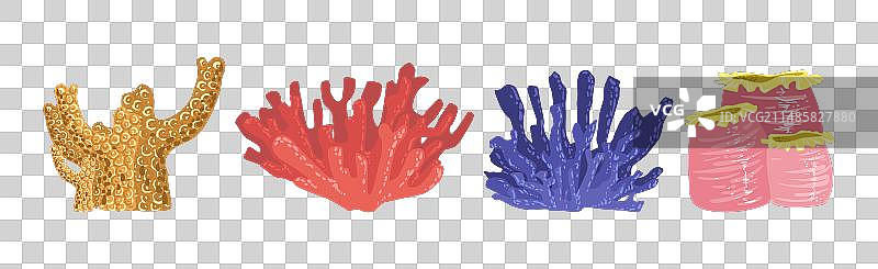 彩色珊瑚礁与海洋水螅体图片素材