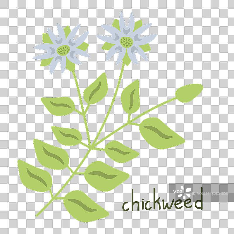 孤立的繁缕植物图片素材