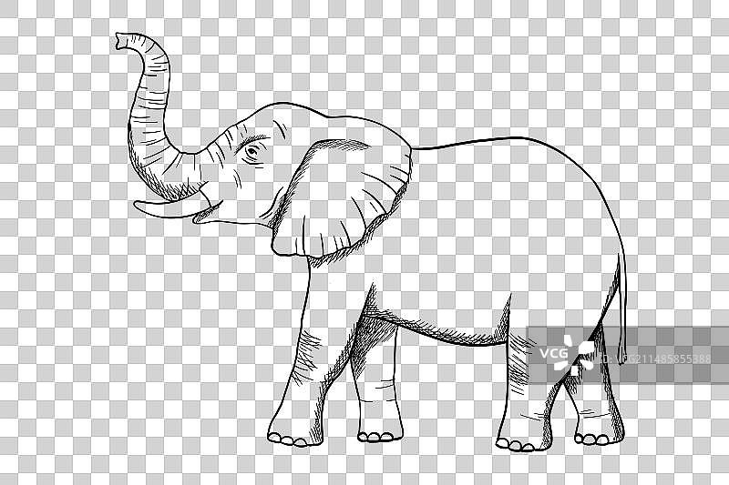 白色背景上的大象雕刻素描图片素材