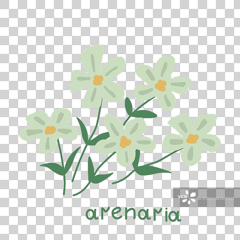 漆姑草图片素材