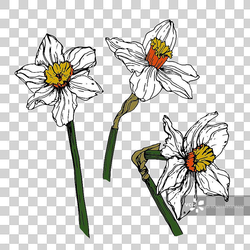 水仙花图片素材