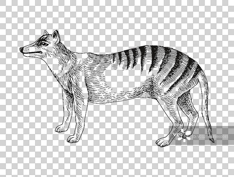 袋狼灭绝动物素描图片素材
