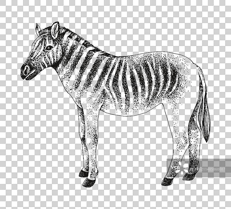已灭绝的斑驴动物素描图片素材