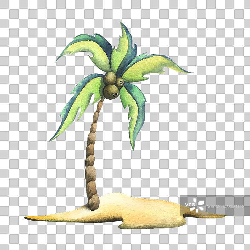 结满椰果的椰子树图片素材