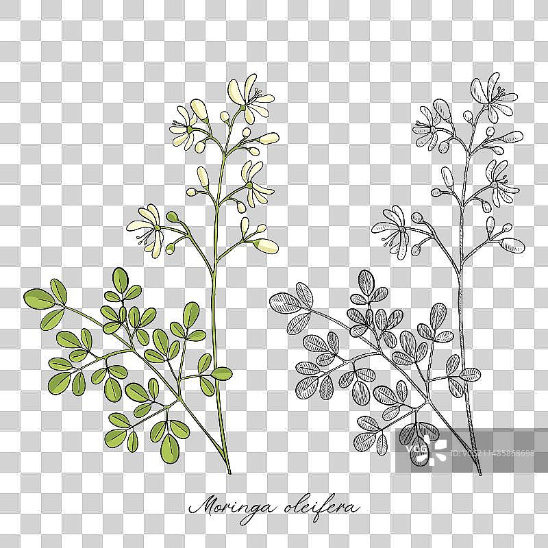 鼓槌树绘画图片素材