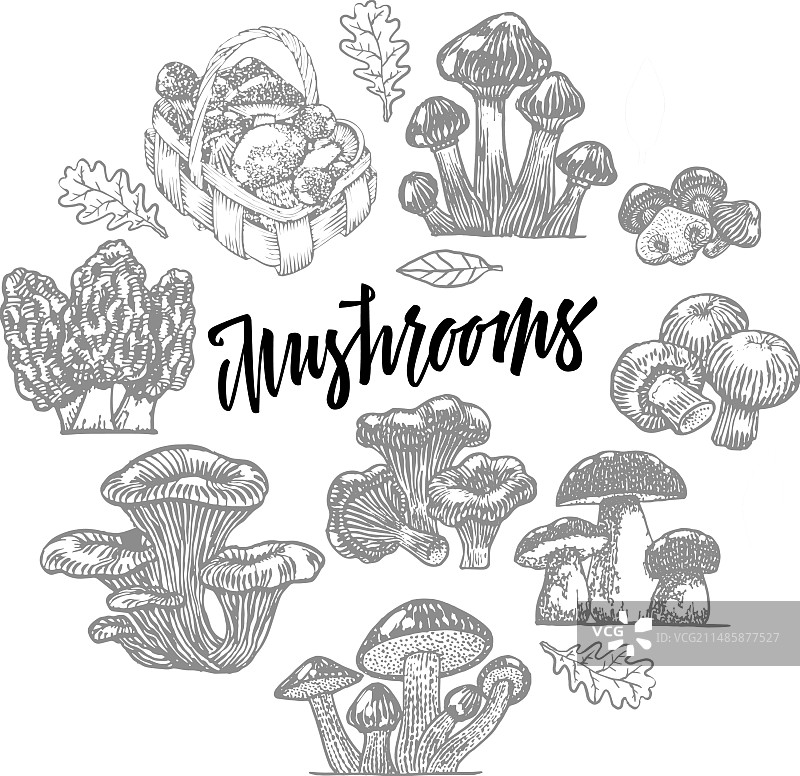 食用蘑菇圆形图标模板图片素材