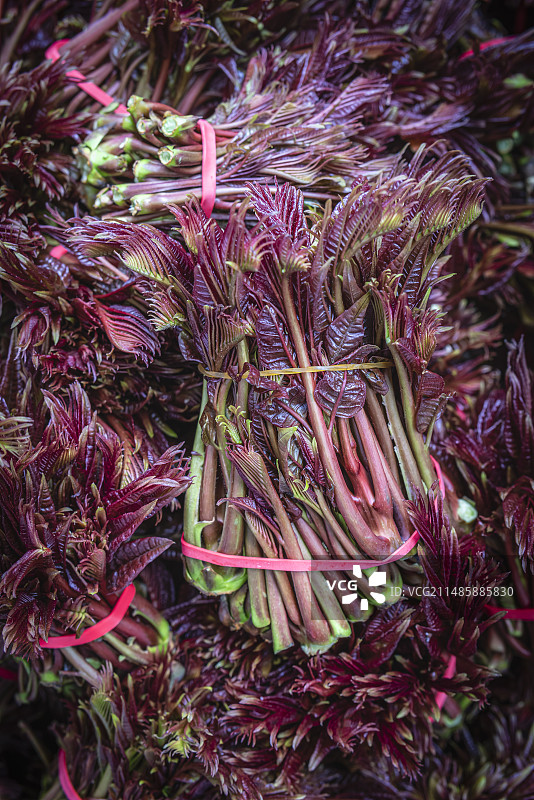 香椿芽图片素材