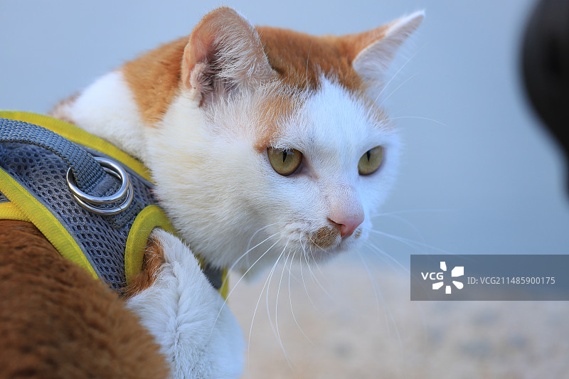 猫特写图片素材