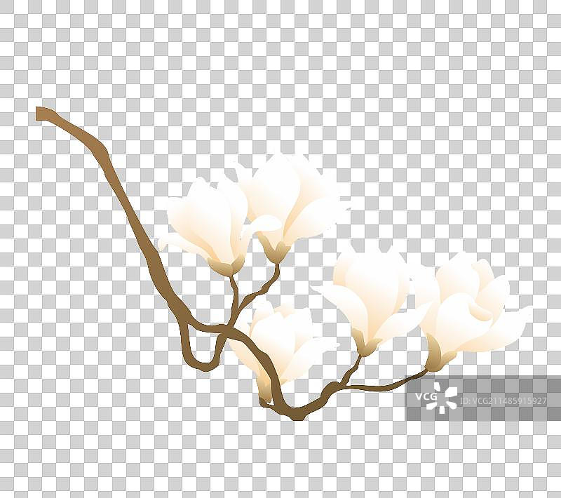 春分玉兰花图片素材