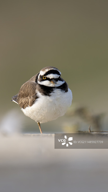 金鸡独立的小鸟 金眶鸻图片素材