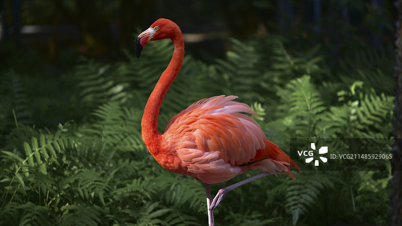 两只火烈鸟图片素材