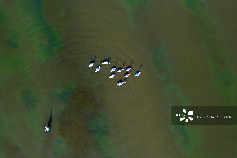 上帝视角鄱阳湖上栖息的候鸟图片素材