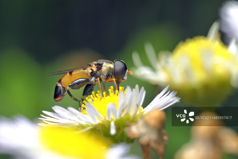食蚜蝇图片素材