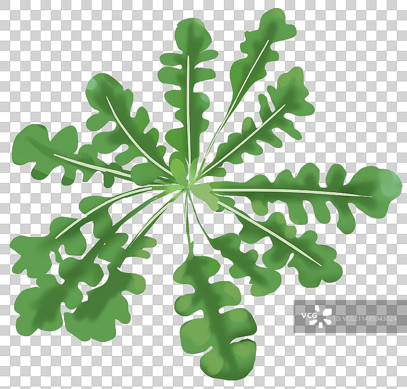 春天春季户外草地野外野草野味采摘挖野菜蔬菜食用元素素材插画图片素材