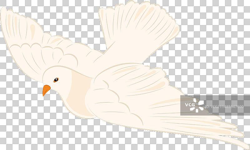 可爱的白色和平鸽图片素材