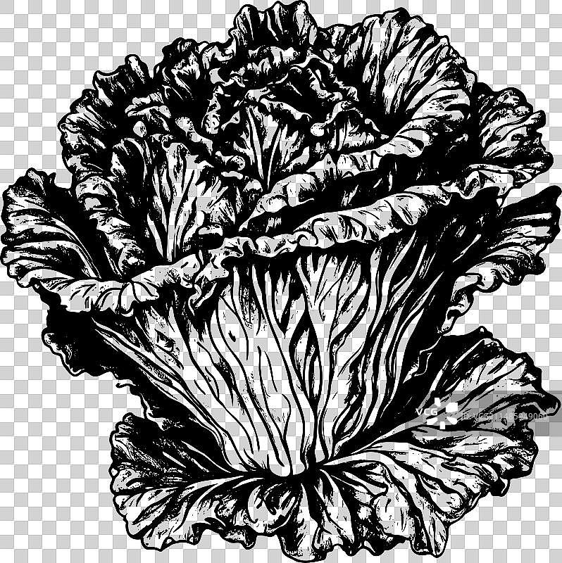 白色背景上的卷心菜素描图片素材