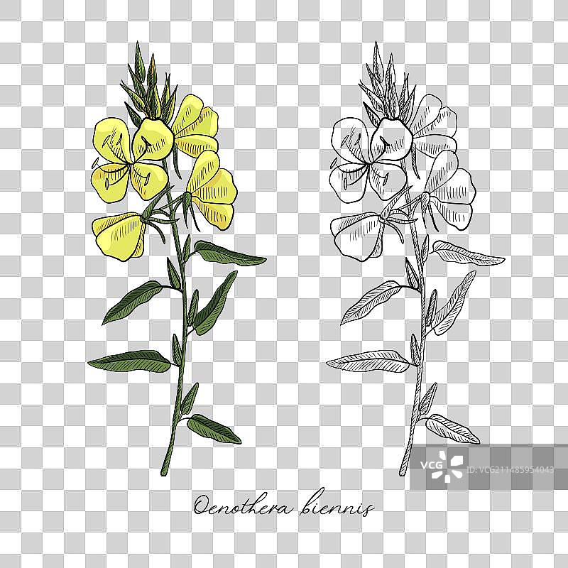 月见草绘图图片素材