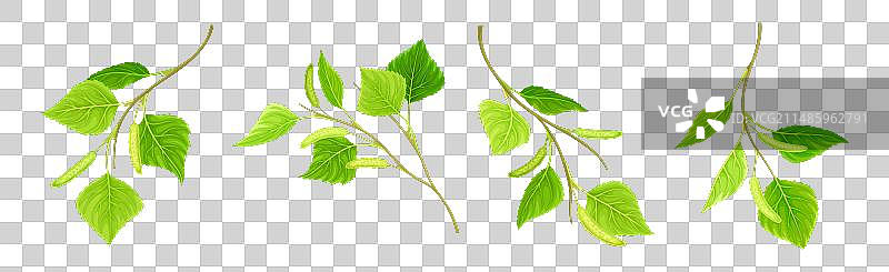 带柔荑花序和树叶的绿色桦树枝图片素材