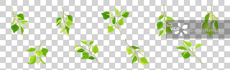 带柔荑花序和树叶的绿色桦树枝图片素材