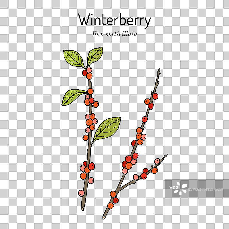 冬青或美洲冬青图片素材